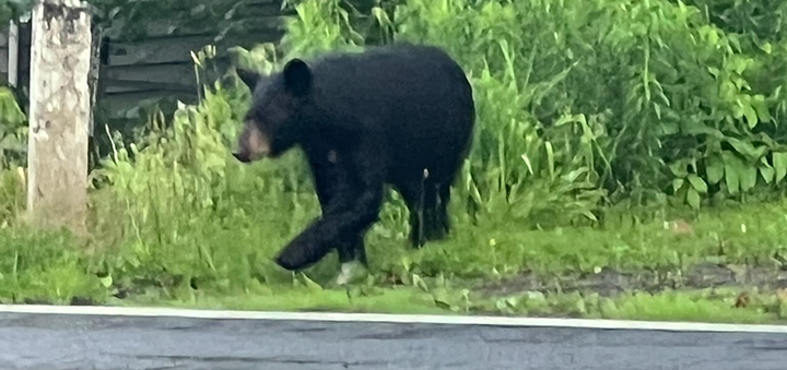 Black Bear sighting in McDonough